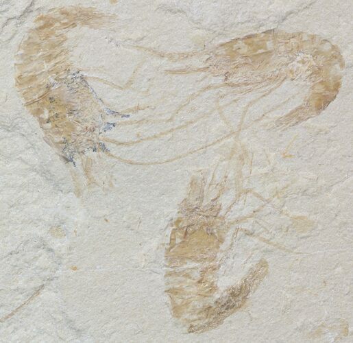 Three Cretaceous Fossil Shrimp - Lebanon #52788